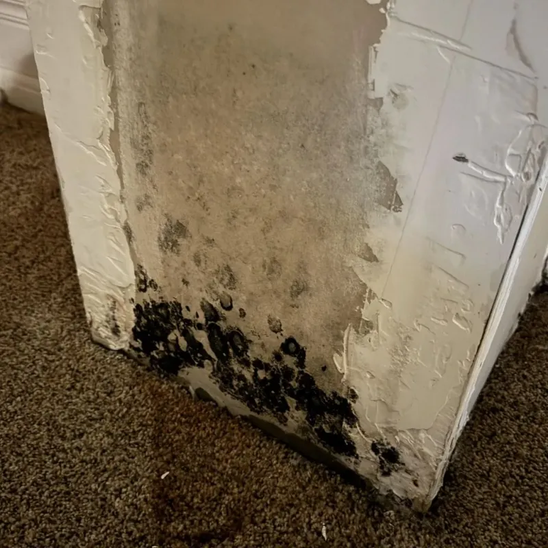 Professional Mold Removal in Lesage, WV